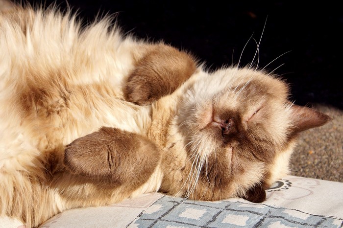 Fluffy cat sleeping on its back