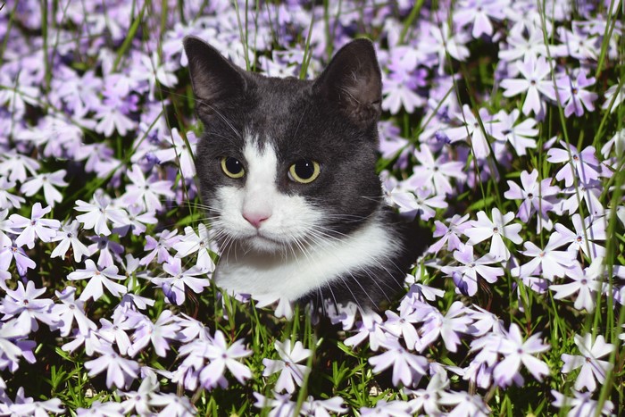 A grey and white cat peeking through purple flowers