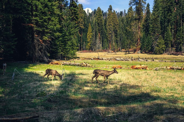 Deer grazing in a forest clearing in Sequoia National Park