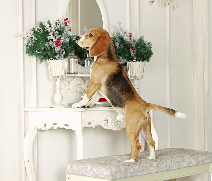 Beagle dog standing on a bench near a console table