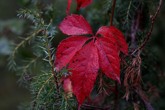 Red leaf on evergreen branches