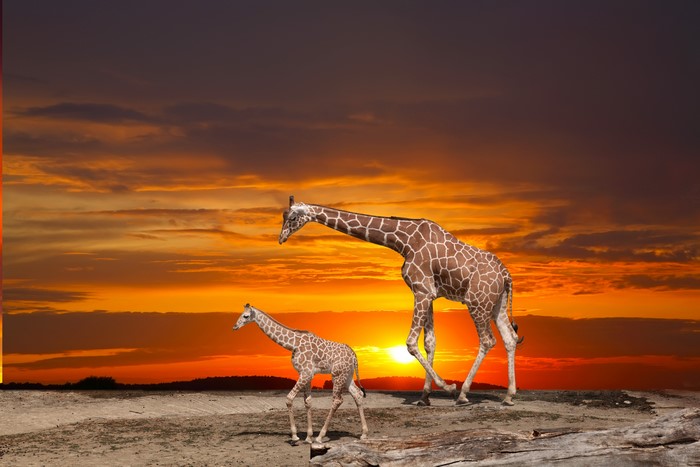 Two giraffes walking at sunset