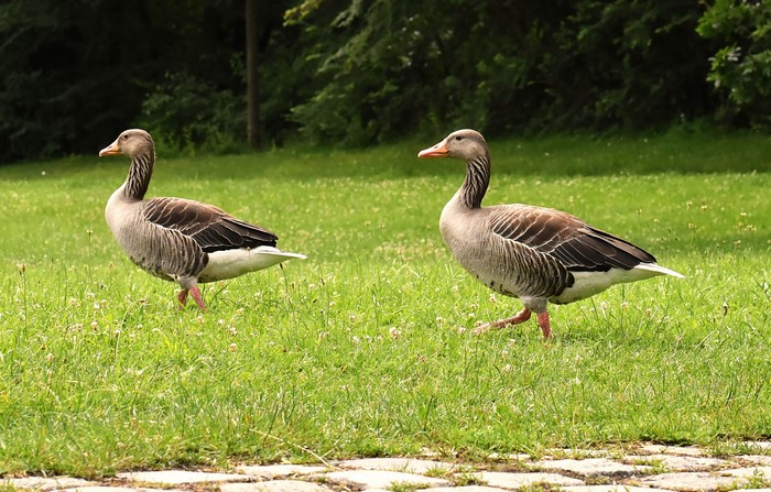 Two Geese Walking on Grass