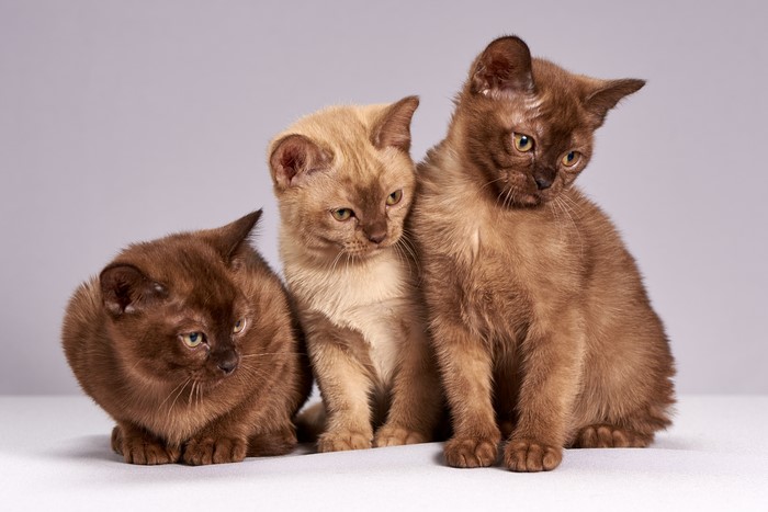 Three Burmese Kittens