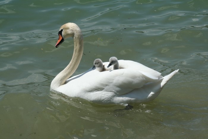 Mother swan carrying two cygnets on its back