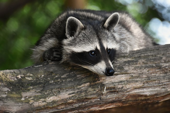 Raccoon resting on a tree branch