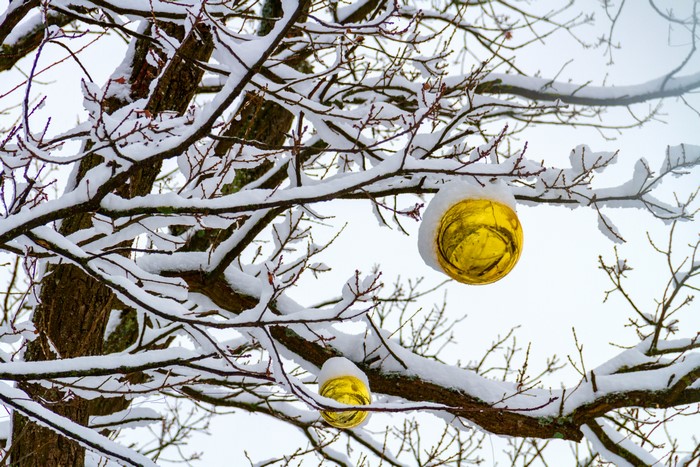 Golden Ornaments on Snow-Covered Branches