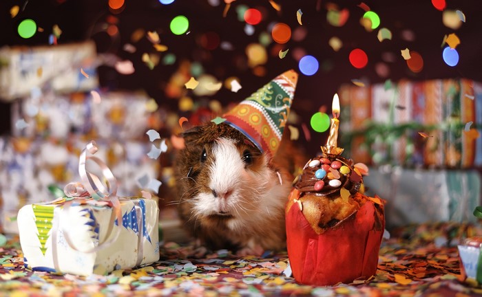 Guinea pig celebrating birthday with cupcake and gifts