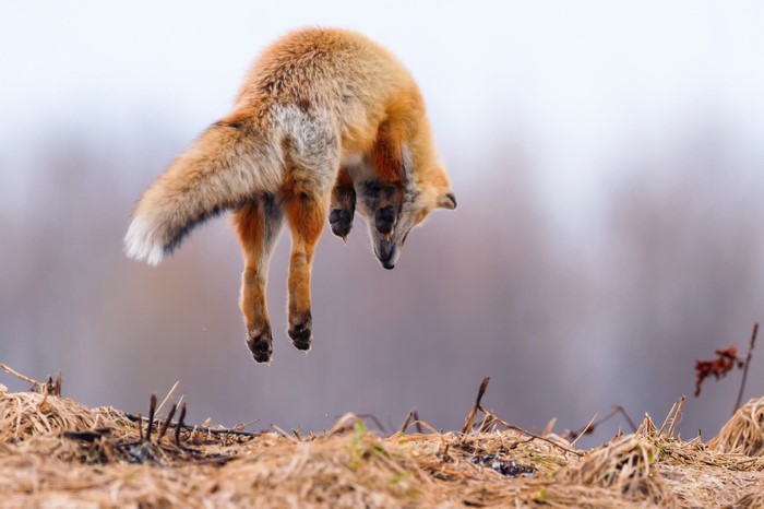 Red fox jumping in a field