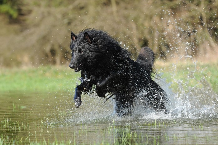 Black Belgian Shepherd Dog Jumping in Water