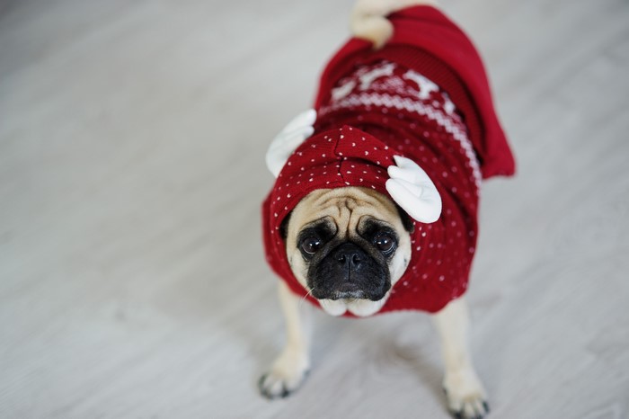 Pug wearing a red Christmas sweater with antlers