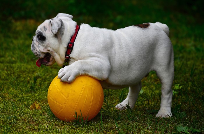 English Bulldog with Yellow Ball on Grass