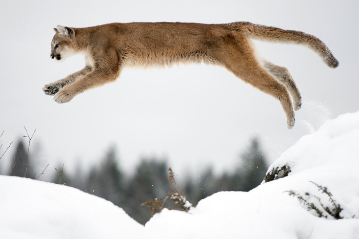 Cougar jumping over snow in winter