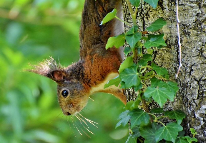 Squirrel on a tree trunk with ivy