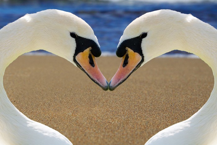 Two swans forming a heart shape on a beach