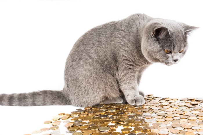 British Shorthair cat sitting on a pile of coins