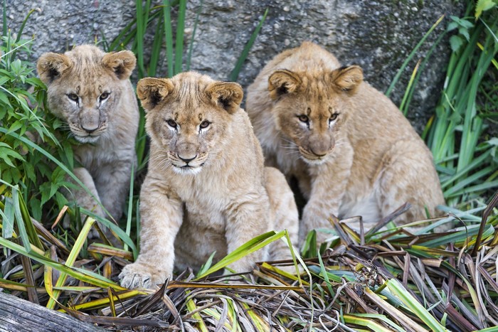 Three lion cubs sitting in grass
