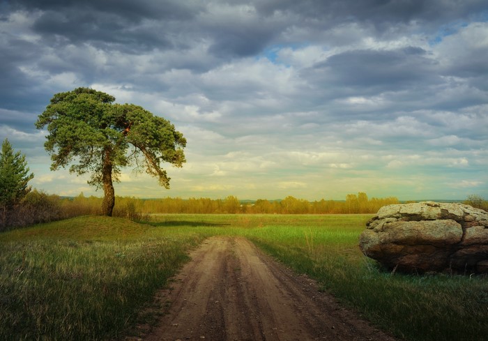 Dirt road through a grassy field with a lone tree and large rock