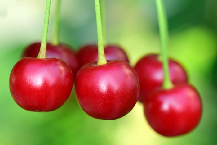 Red Cherries on Stems