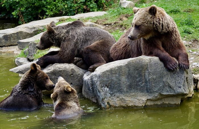 Four Brown Bears in Water and on Rocks