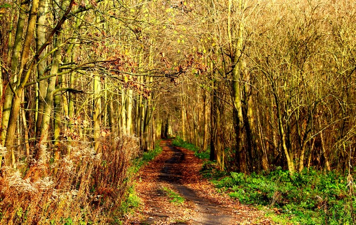 Autumn forest path with fallen leaves