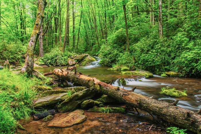 Forest stream with fallen log and mossy rocks