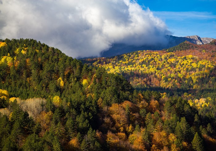 Autumn forest on mountainside with clouds