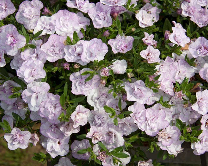 Calibrachoa flowers in a close-up view