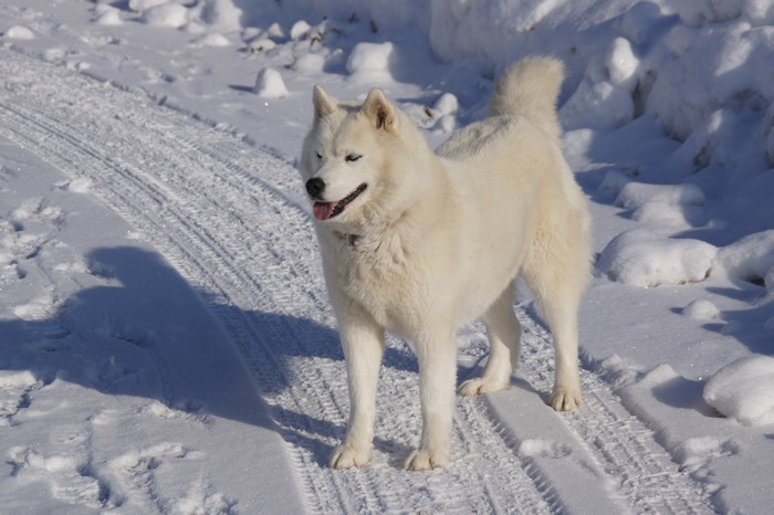 White Husky Dog in Snow