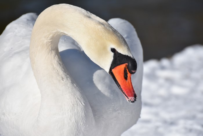 Closeup of a white swan in the snow