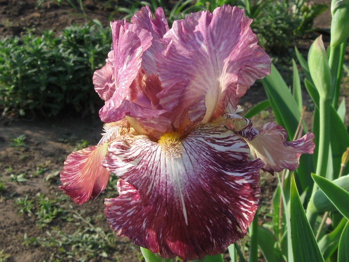 Close-up of a variegated pink and white iris flower