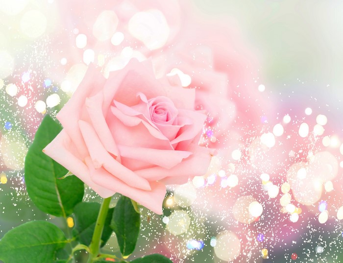 4K Pink Rose Closeup