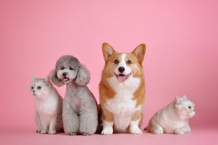 Two cats and two dogs on a pink background