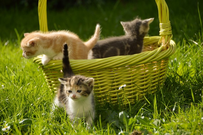 Three kittens in a wicker basket on grass