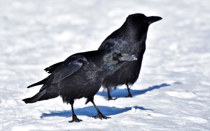 Two Crows in the Snow