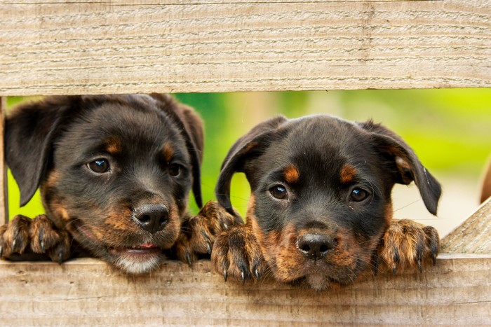 Two Rottweiler puppies peeking over wooden planks