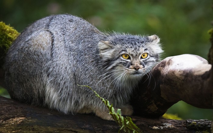Pallas Cat on a branch