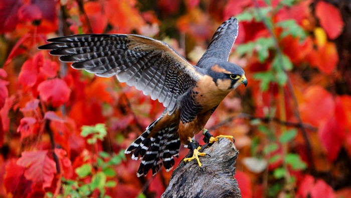 Aplomado Falcon perched on a log with autumn leaves