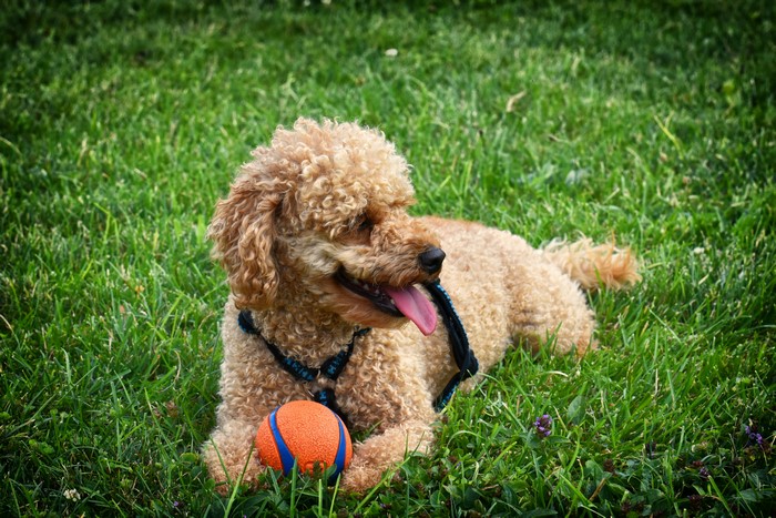 Poodle with a ball on grass