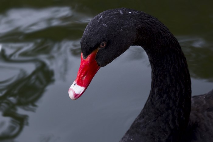 Black swan with red beak on water