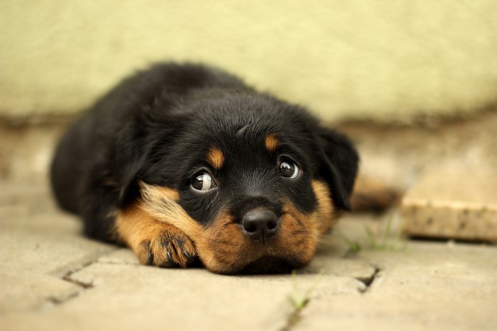 Adorable Rottweiler Puppy with Curious Glance 4K