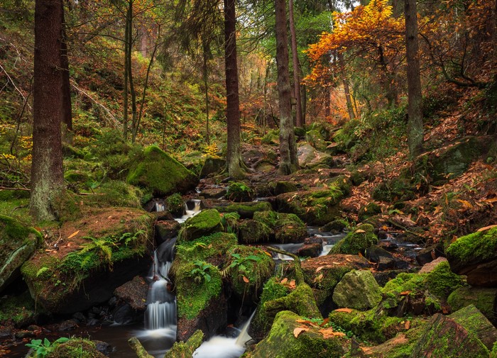 Autumn forest stream with mossy stones in Wyming Brook