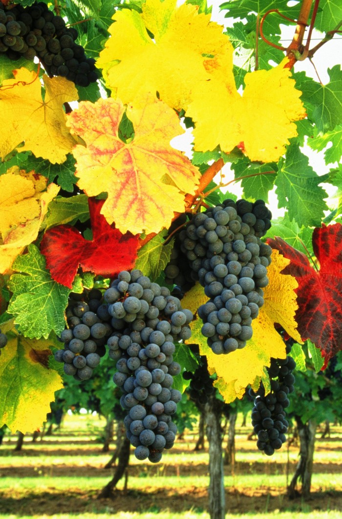 Vineyard with ripe dark grapes and colorful autumn leaves