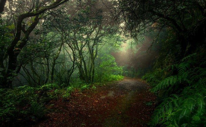 Misty forest path with sunbeams filtering through trees