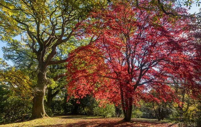 Autumn Trees at Clyne Gardens Swansea