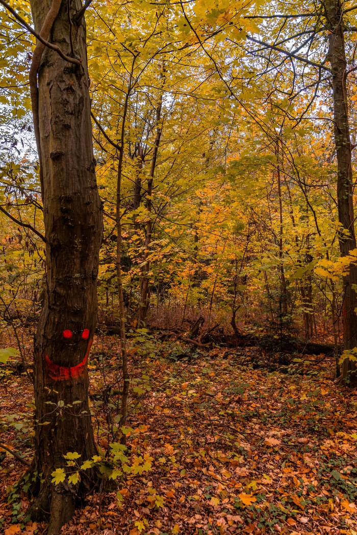 Autumn forest with a tree trunk painted with a smiley face