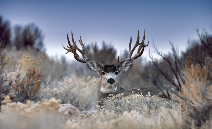 Buck with large antlers in dry brush