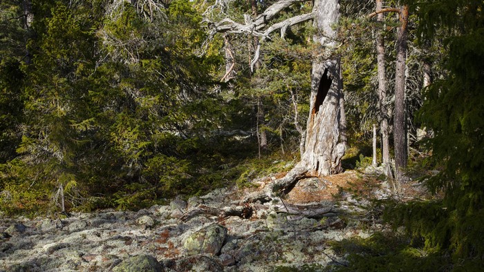 4K Hummelvik Sweden Forest with Stones