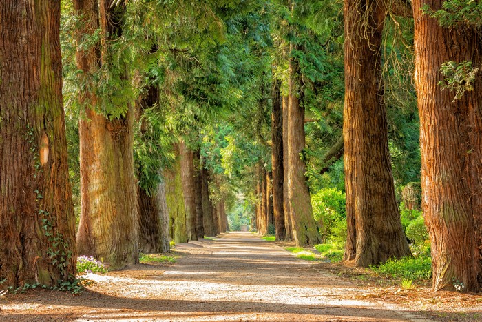 Tree lined path in a park during summer