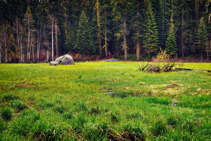 Meadow with rocks and forest in Sequoia National Park